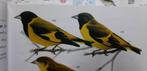 NOTATUS - ZWARTBORST SIJS, Dieren en Toebehoren, Vogels | Overige Vogels, Meerdere dieren, Wildzangvogel, Geringd