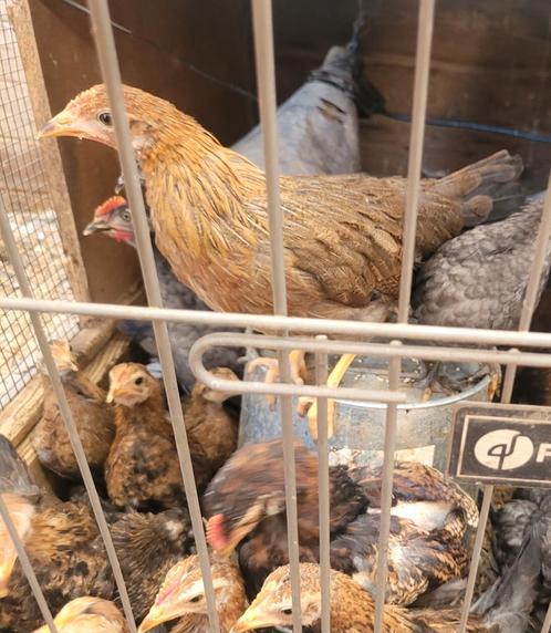 Allerleikuikentjes te koop., Dieren en Toebehoren, Pluimvee, Kip
