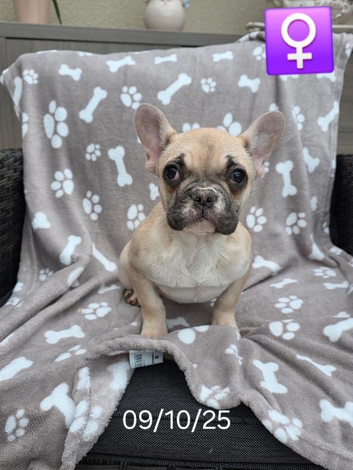 chiot bouledogue français, Animaux & Accessoires, Chiens | Bouledogues, Pinschers & Molossoïdes, Chienne, Bouledogue, Éleveur | Professionnel