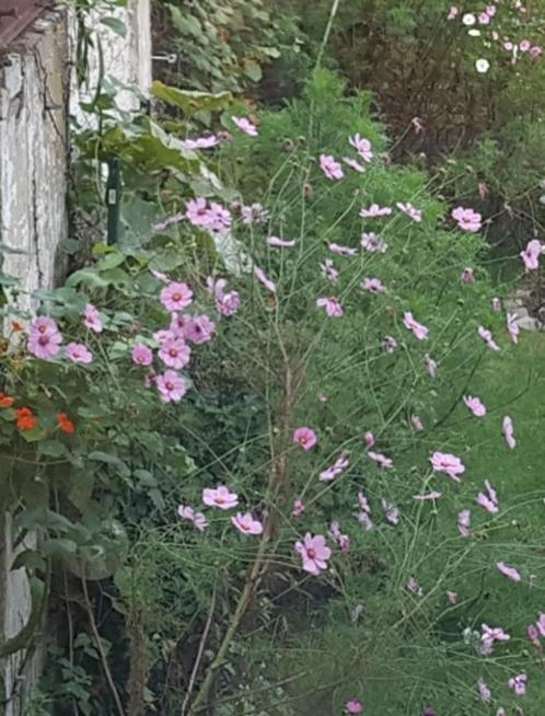 Grand Cosmos lichtroze, Tuin en Terras, Bloembollen en Zaden, Zaad, Voorjaar, Volle zon, Ophalen of Verzenden
