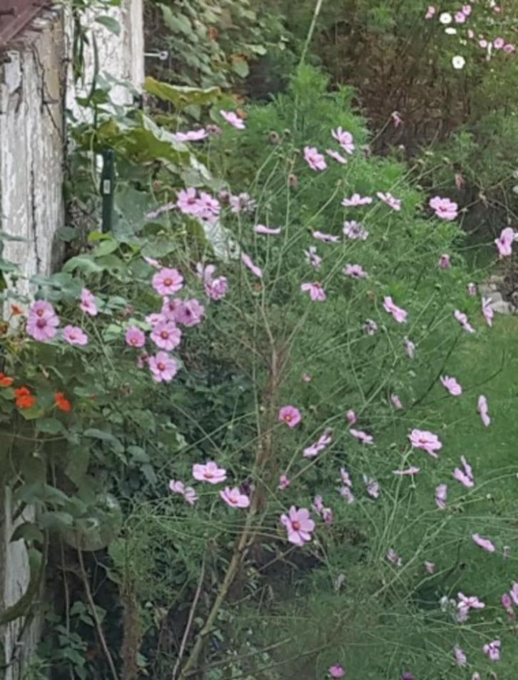 Grand Cosmos lichtroze, Tuin en Terras, Bloembollen en Zaden, Zaad, Voorjaar, Volle zon, Ophalen of Verzenden