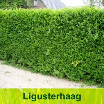 Liguster haag