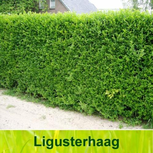 Liguster haag, Tuin en Terras, Planten | Struiken en Hagen, Haag, Liguster, 100 tot 250 cm, Ophalen