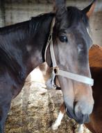 Toffe ruin, Animaux & Accessoires, Chevaux, Hongre, Moins de 160 cm, Vermifugé, 11 ans ou plus