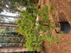 pinus boompjes, Tuin en Terras, Planten | Bomen, Ophalen