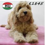 Cockapoo pups in abrikoos en red – echte hartendiefjes, Dieren en Toebehoren, 15 weken tot 1 jaar, Buitenland, CDV (hondenziekte)