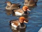 Eenden krooneenden, Canard, Plusieurs animaux