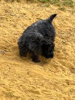 Chiots Cairn Terrier, Animaux & Accessoires, Chiens | Jack Russell & Terriers, 15 semaines à 1 an, Autres races, Éleveur | Professionnel