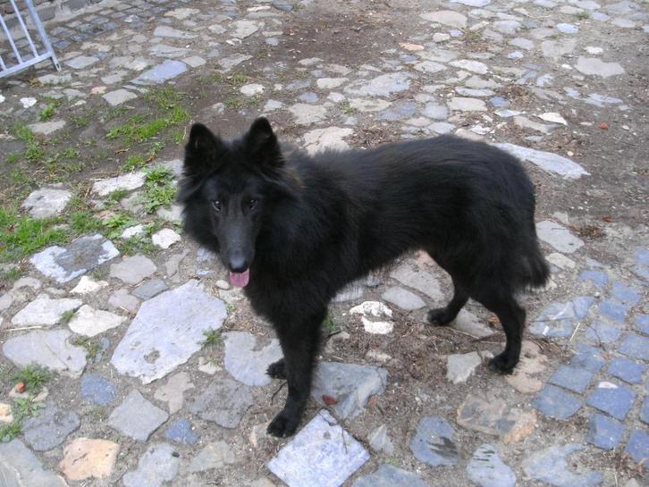 Groenendaeler pups, Dieren en Toebehoren, Honden | Herdershonden en Veedrijvers, Teef, Herder, Fokker | Hobbymatig, Meerdere, België