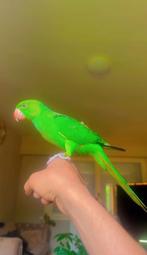Te Koop, Dieren en Toebehoren, Ophalen, Vogel