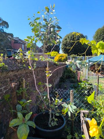 Boom: Eucalyptus Polyanthemos (bloeiende gomboom/ beschikbaar voor biedingen
