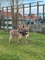 2 mini ezels te koop, Dieren en Toebehoren, Niet van toepassing, 0 tot 2 jaar, Hengst, A pony (tot 1.17m)