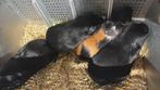 Cavia zeugjes, Dieren en Toebehoren, Cavia, Vrouwelijk, Mei, Tam