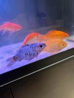8 stuks goudvissen van 15cm te koop, Dieren en Toebehoren, Zoetwatervis, Schoolvis