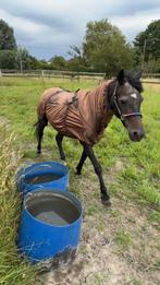 Lieve C pony, Dieren en Toebehoren, Ruin, Niet van toepassing, C pony (1.27m tot 1.37m), 11 jaar of ouder