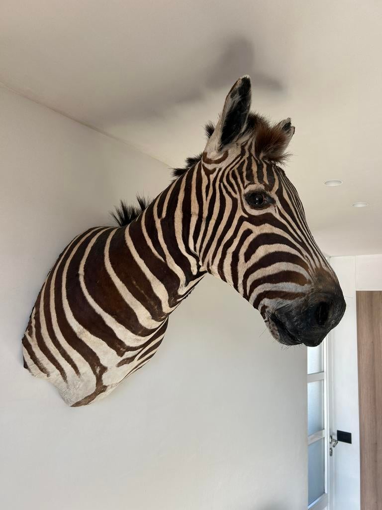 Prachtige grote opgezette kop zebra perfecte staat, Ophalen, Gebruikt, Overige materialen