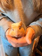 Cavia, Dieren en Toebehoren, Februari, Mannelijk, Cavia