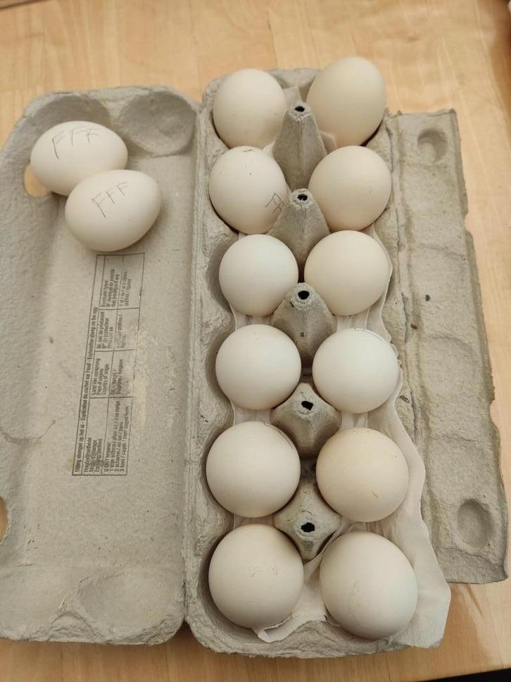 pluimvee, Animaux & Accessoires, Volatiles, Poule ou poulet, Sexe inconnu