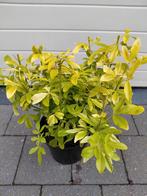 Choisya Brica, Ophalen, Halfschaduw