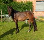 Magnifique poney D de 5 ans, Poney de dressage, Débourré, Avec pedigree, Poney D (1.37 m à 1.48m)