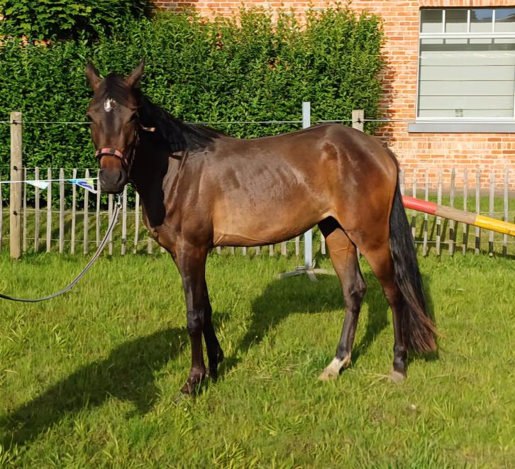 Magnifique poney D de 5 ans, Animaux & Accessoires, Poneys, Jument, Débourré, Poney D (1.37 m à 1.48m), Poney de dressage, 3 à 6 ans
