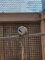 Baardmannetje man 2023