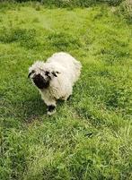 livre Waliser Schwarznase, Animaux & Accessoires, Mâle, Mouton, 0 à 2 ans