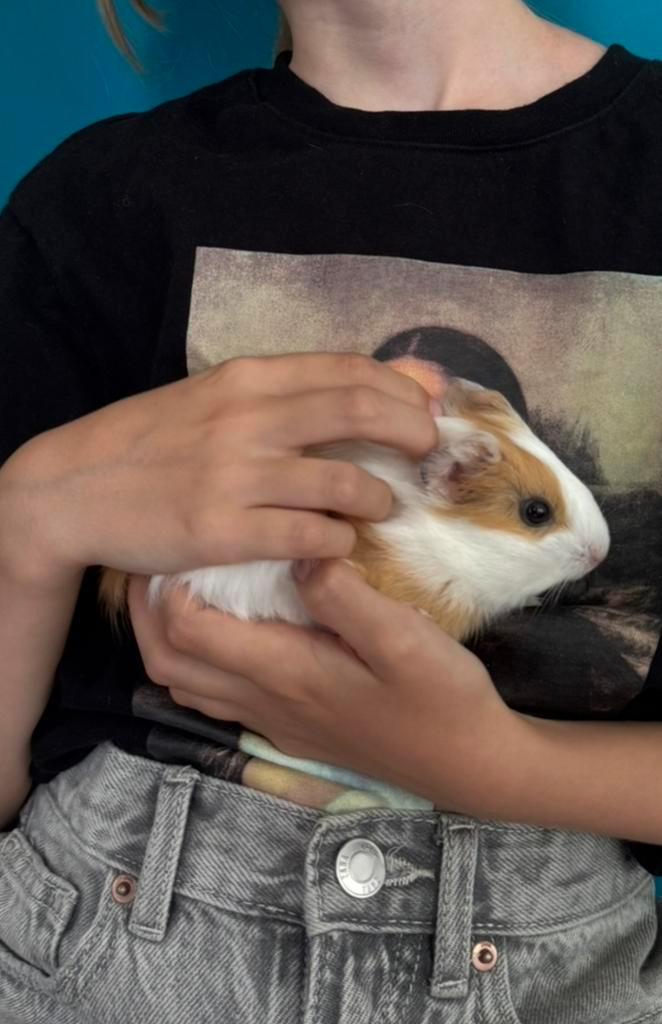 2 lieve cavias met kooi, voer,…., Dieren en Toebehoren, Knaagdieren, Vrouwelijk, Cavia, Juli, Tam