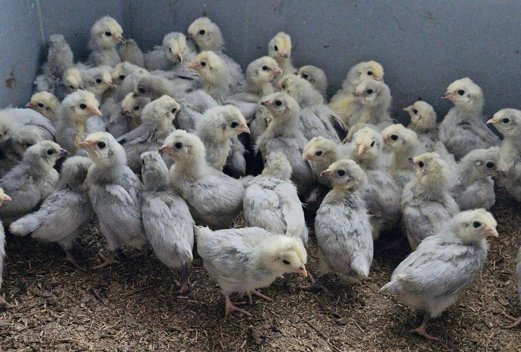 Araucana kuikens britse lavendel