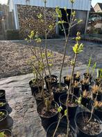 Seringen/Jasmijn, Ophalen