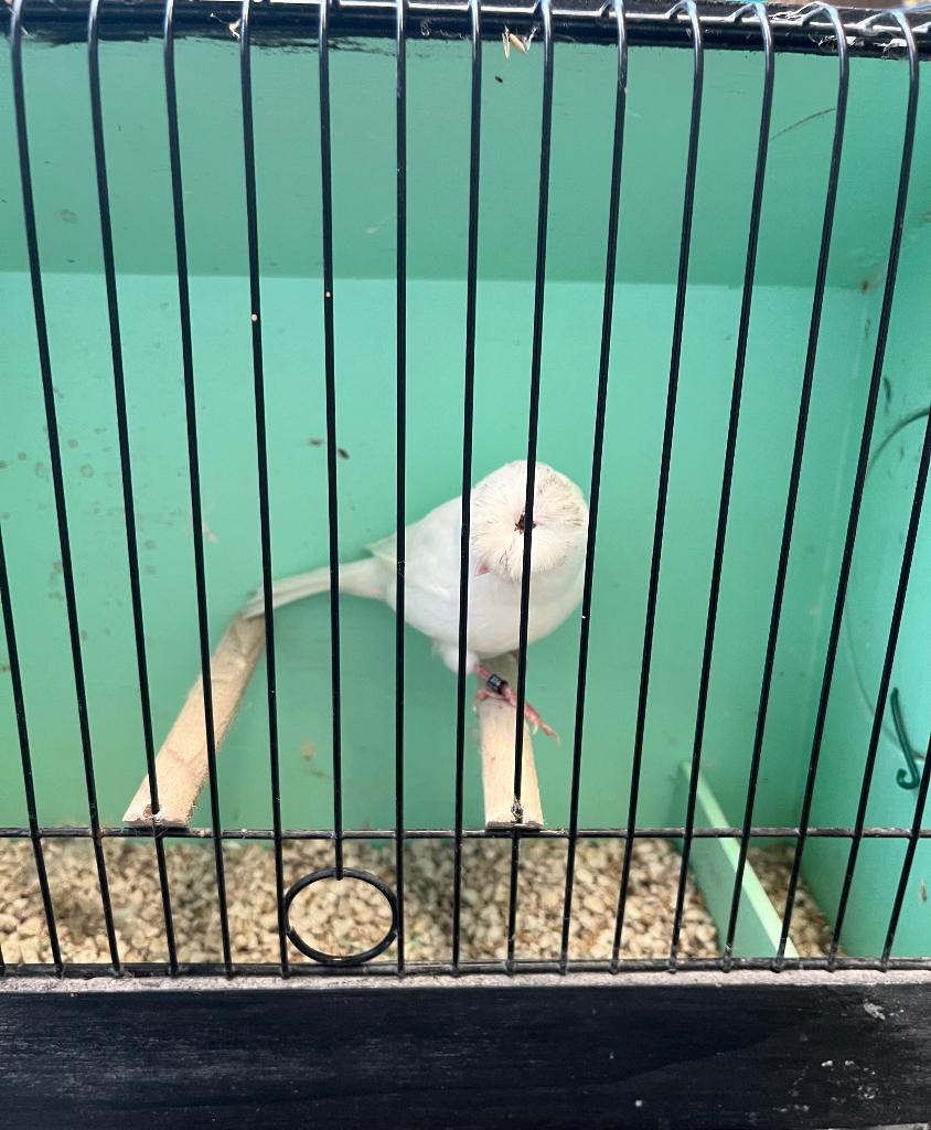 Glosters, Dieren en Toebehoren, Mannelijk, Postuurkanarie