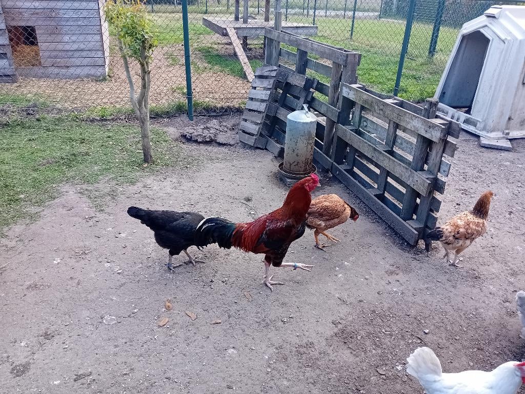 Tiense Vechter kippen, Dieren en Toebehoren, Pluimvee, Meerdere dieren, Kip