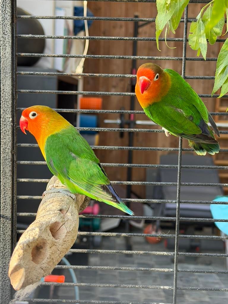 Koppel agapornis, Animaux & Accessoires, Oiseaux | Perruches & Perroquets, Perroquet nain ou Inséparable, Domestique