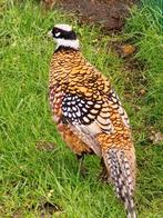Koningsfazant te koop Zonhoven, Dieren en Toebehoren, Mannelijk, Wildzangvogel, Tam