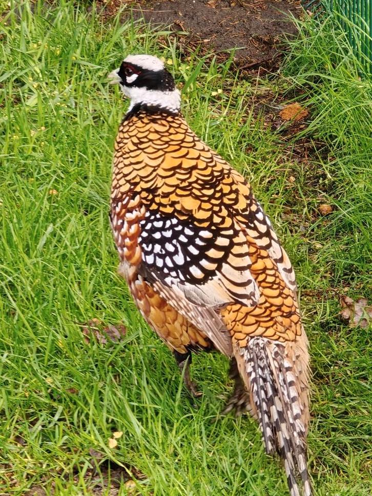 Koningsfazant te koop Zonhoven, Dieren en Toebehoren, Vogels | Overige Vogels, Wildzangvogel, Mannelijk, Tam