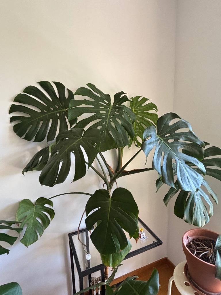 Monstera en eau, Maison & Meubles, Enlèvement