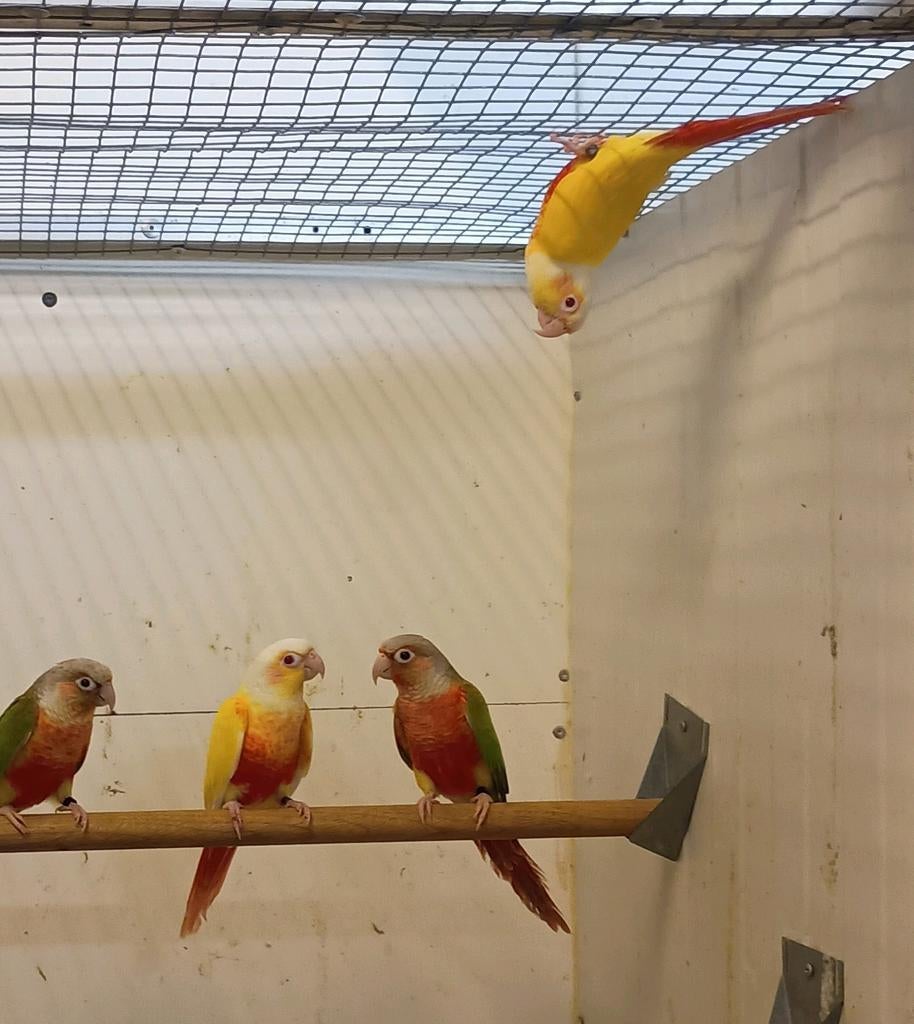 Pyhurra molinae lutino, Mâle, Perruche, Bagué