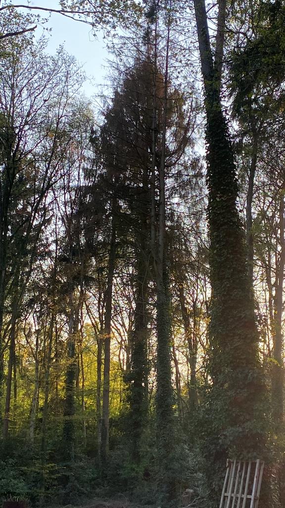 Brandhout op stam - omgezaagd bij interesse - eik/den/spar, 6 m³ ou plus, Enlèvement, Autres essences de bois, Troncs d'arbres