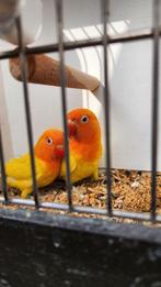 Fischeri lutino dwergpapegaai