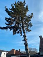 Gratis boom, Tuin en Terras, Ophalen