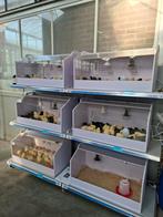 Kuikens kuiken verkoop weekend, zoveel soorten kuikentjes, Animaux & Accessoires, Plusieurs animaux, Poule ou poulet