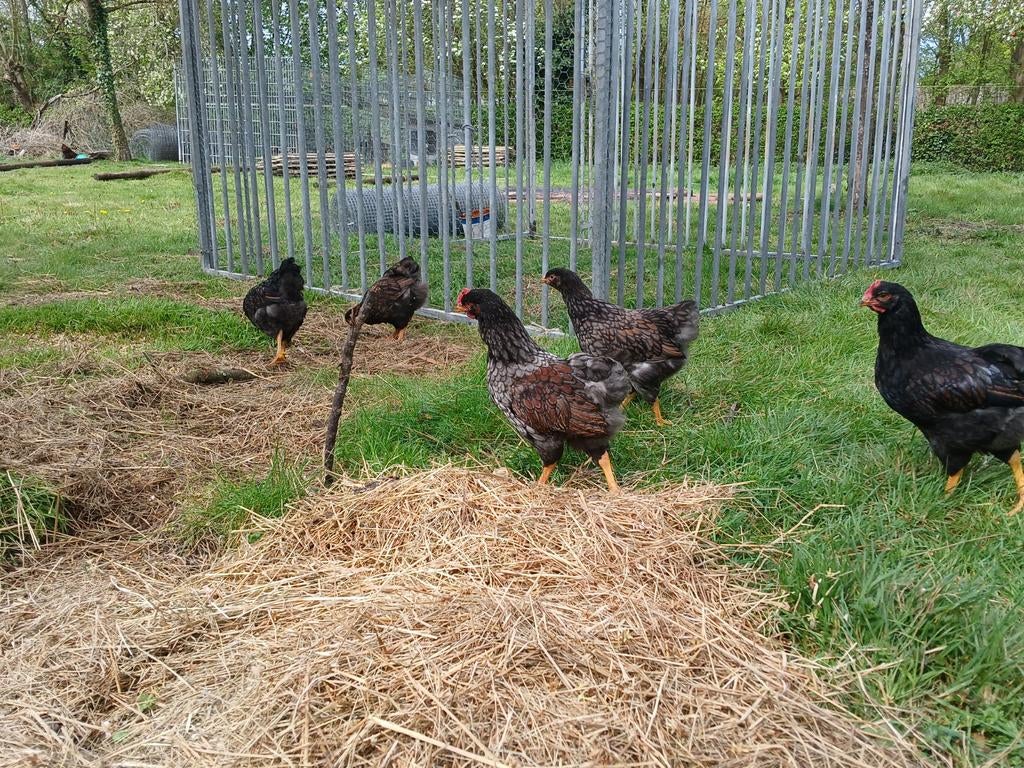 3 jonge Barnevelder hennen + 1 haan
Geboren op 3 februari, Dieren en Toebehoren, Pluimvee