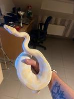 Prachtige python, Dieren en Toebehoren