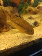 Verschillende cichliden, Animaux & Accessoires, Poissons | Poissons d'aquarium