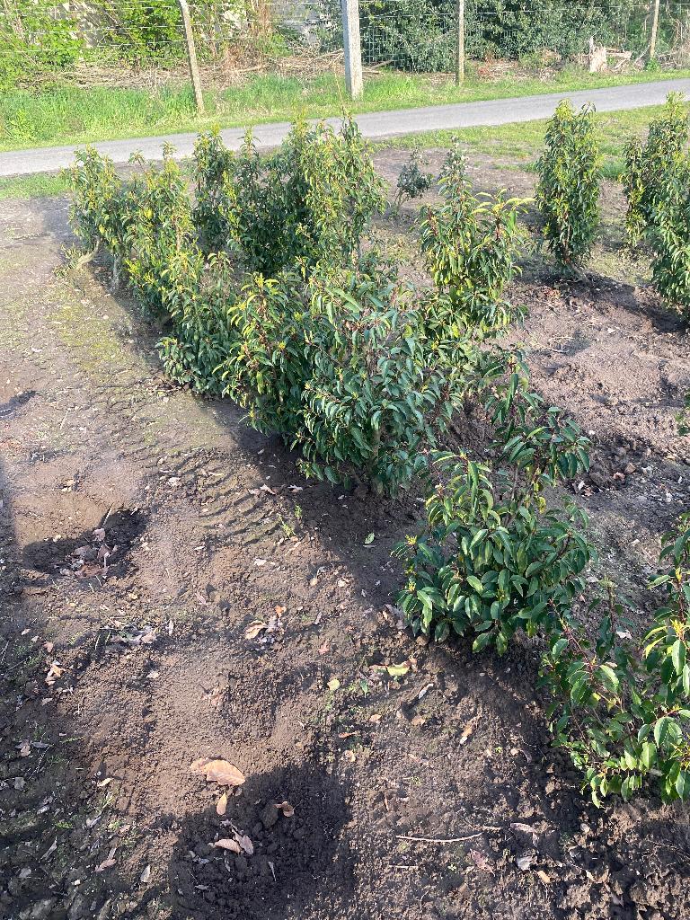 Portugese laurier 25 stuks, Ophalen, Laurier, Haag, Minder dan 100 cm