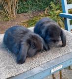 Duitse hangoortjes zwart, Plusieurs animaux, Oreilles tombantes, 0 à 2 ans