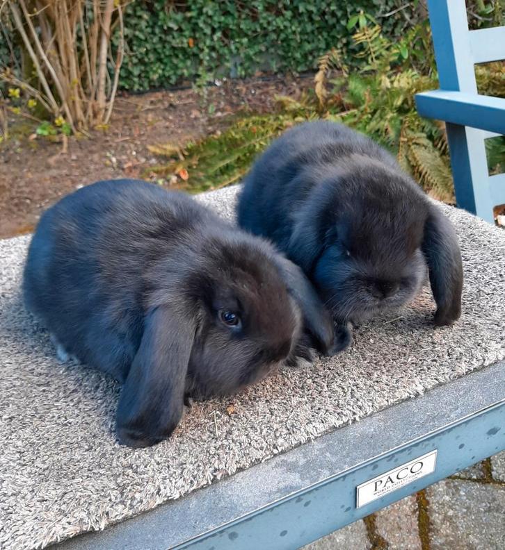 Duitse hangoortjes zwart, Animaux & Accessoires, Lapins, Plusieurs animaux, 0 à 2 ans, Oreilles tombantes