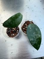 Hoya flagellata splash, Ophalen of Verzenden