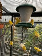 Kanaries uit buitenvoliere, Dieren en Toebehoren