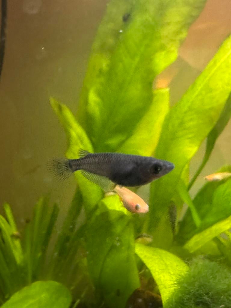 Zuivere Medaka visjes tekoop!, Animaux & Accessoires, Poissons | Poissons d'aquarium, Poisson, Poisson d'eau douce, Banc de poissons